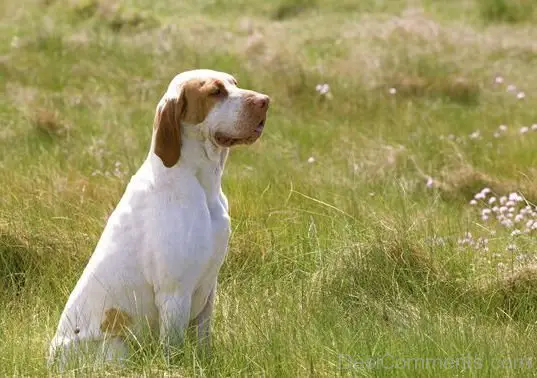 Ariège Pointer in a field sitting