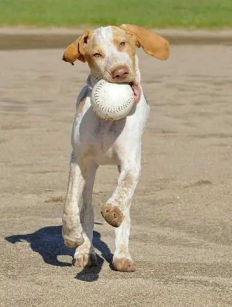 Ariège Pointer running with a ball in its mouth