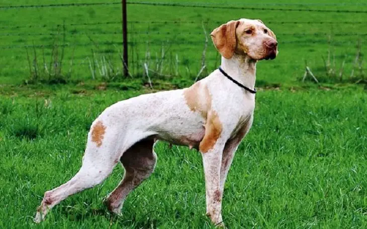 Ariège Pointer Dog Breed: Pictures, Info & Care Guide