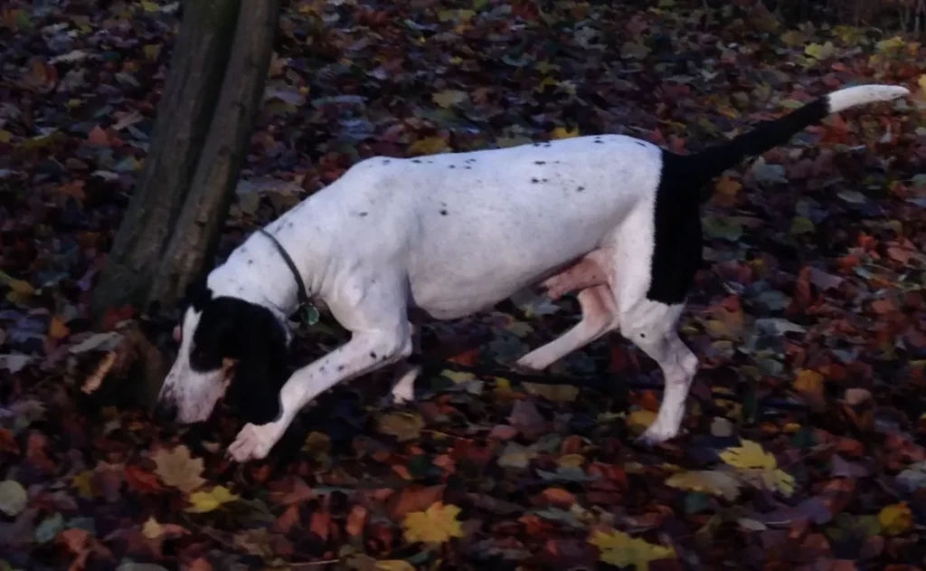 Ariégeois sniffing ground