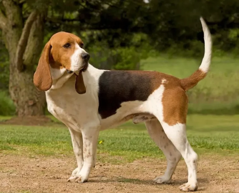 Artois Hound Dog Breed: Pictures, Info & Care Guide