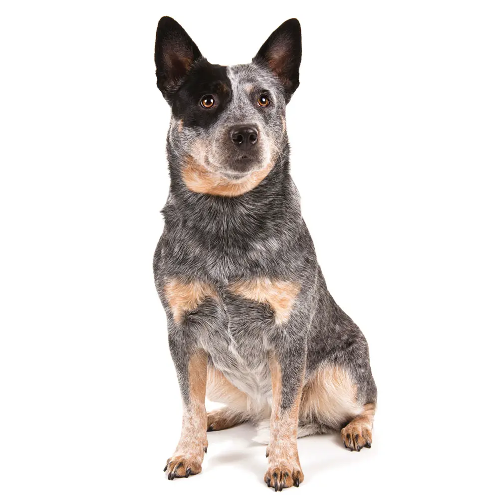 Australian Cattle Dog