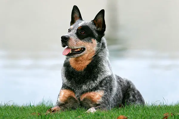 Australian Cattle Dog laying down.