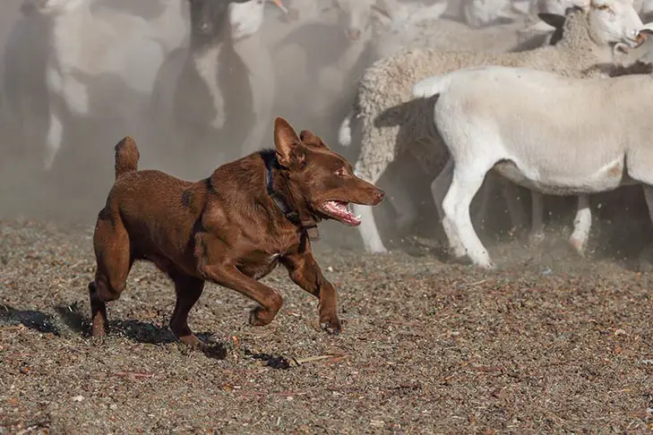 Australian Kelpie herding sheep