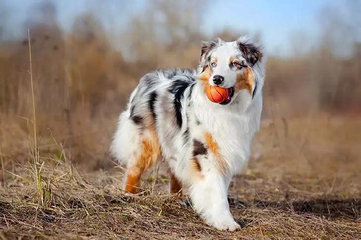 Australian Shepherd with a ball in its mouth