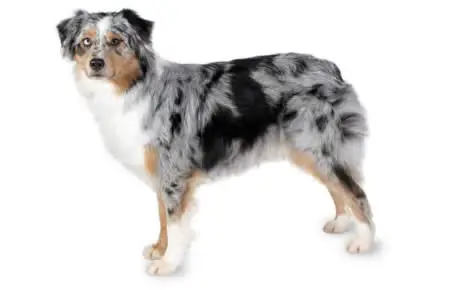 Australian Shepherd
