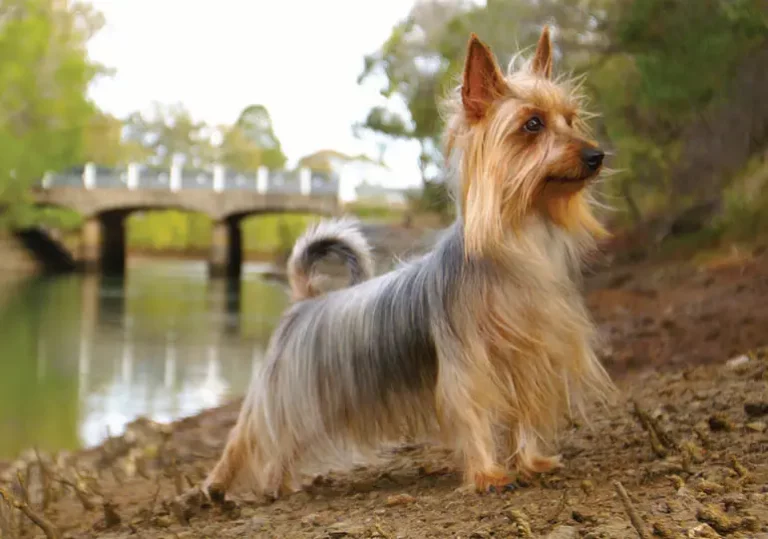 Australian Silky Terrier Dog Breed: Pics, Info & Care Guide