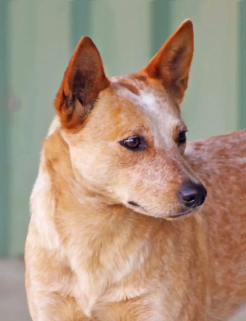 Red Australian Stumpy Tail Cattle Dog.