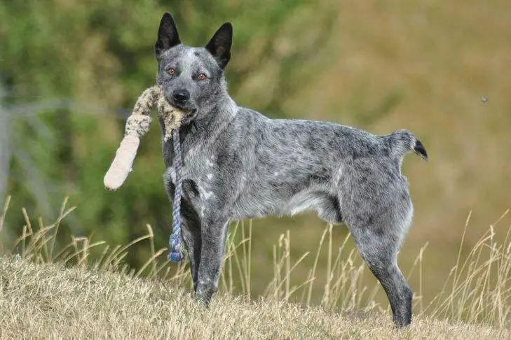 Australian Stumpy Tail Cattle Dog: Pics, Info & Care Guide