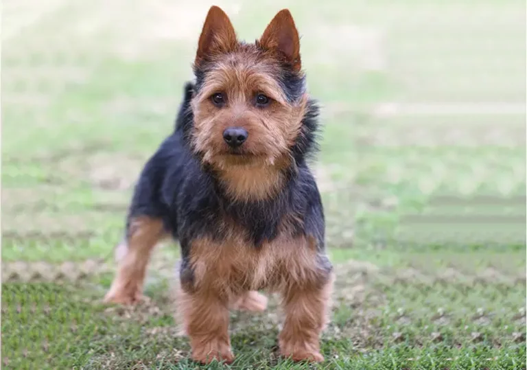 Australian Terrier Dog Breed: Pics, Info & Care Guide