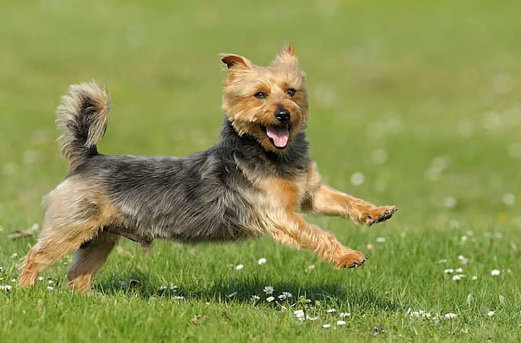 Australian Terrier running on grass
