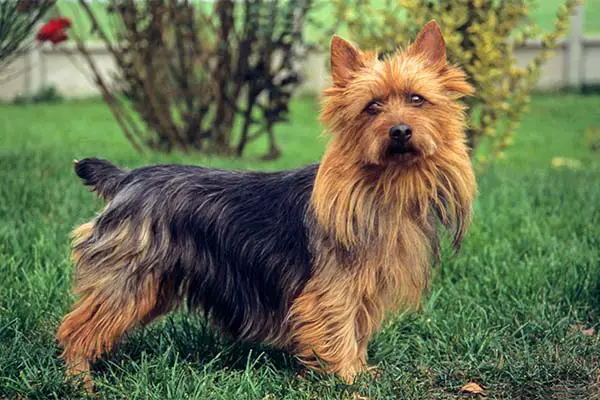 Australian Terrier standing in the garden.