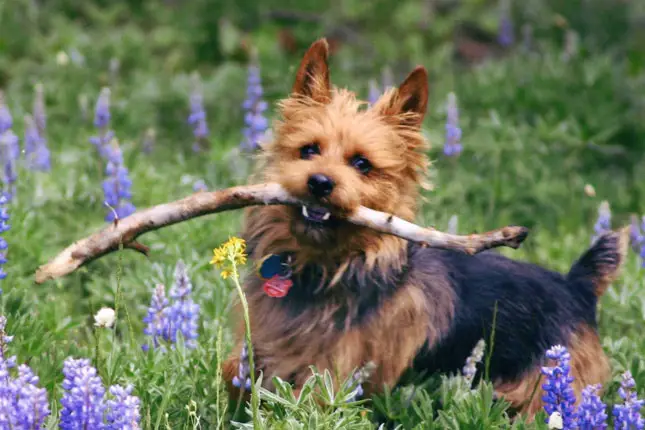 Australian Terrier with stick in its mouth.