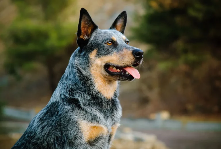 Everything You Need to Know About the Australian Cattle Dog!