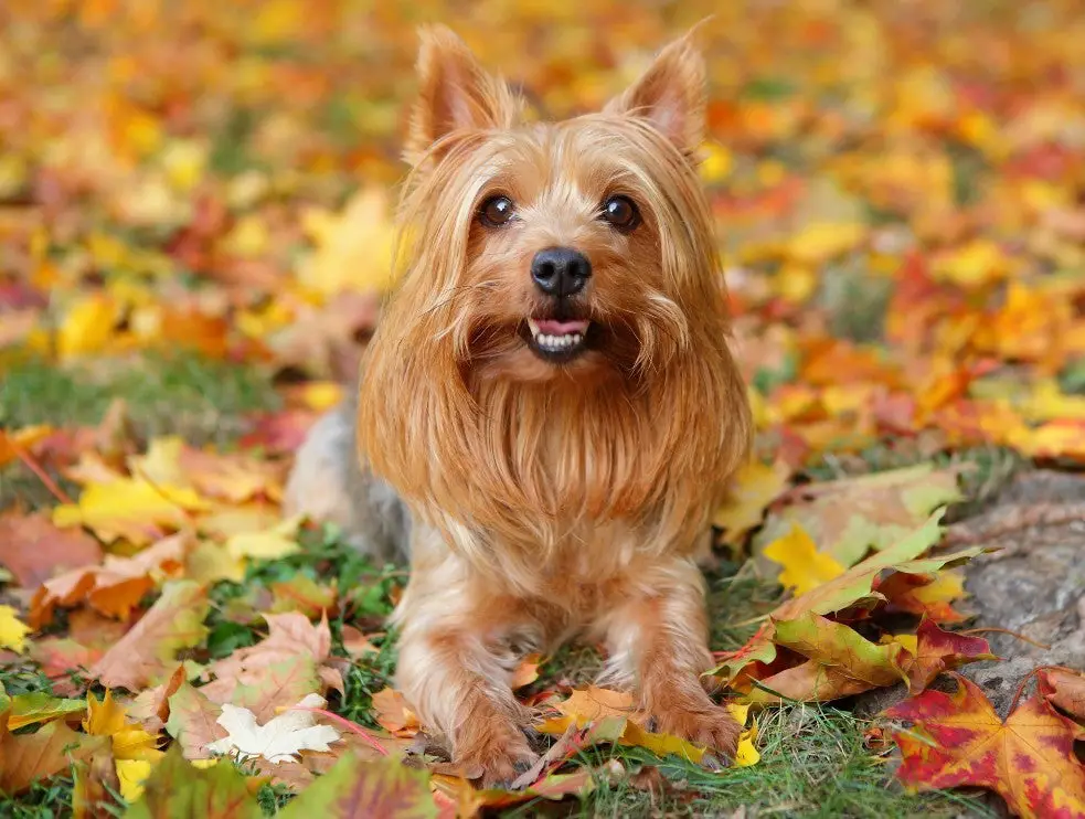 Australian Silky Terrier in golden autumn leaves.