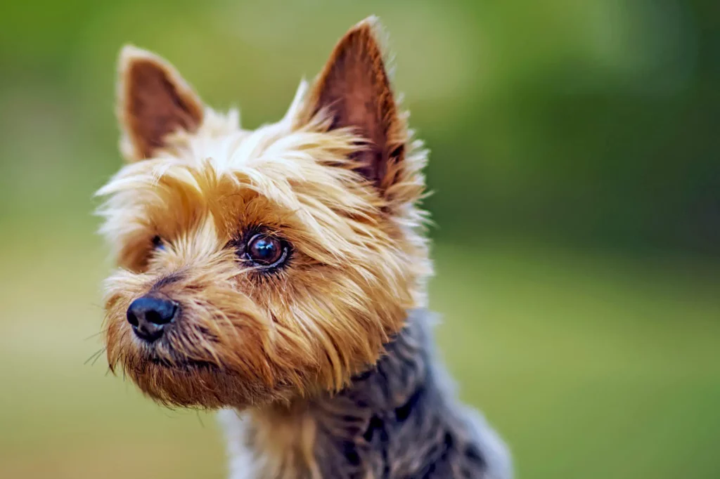 Australian Silky Terrier puppy.