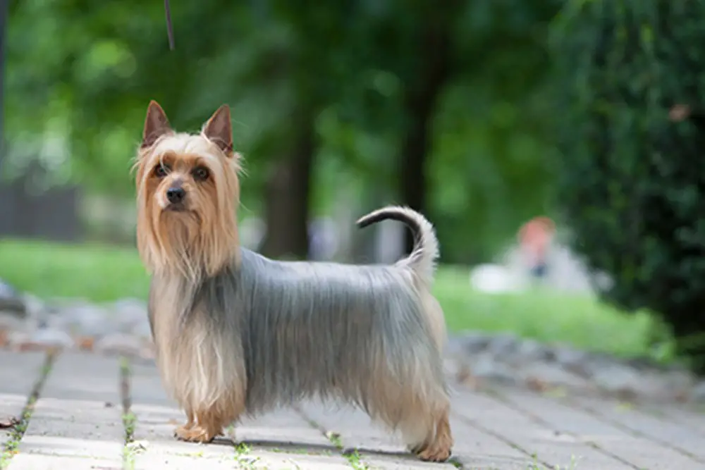 Australian Silky Terrier standing on a road with a garden in the background.