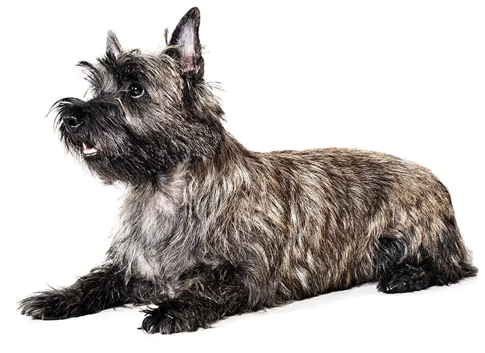 Cairn Terrier