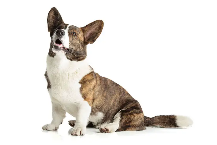 Cardigan Welsh Corgi