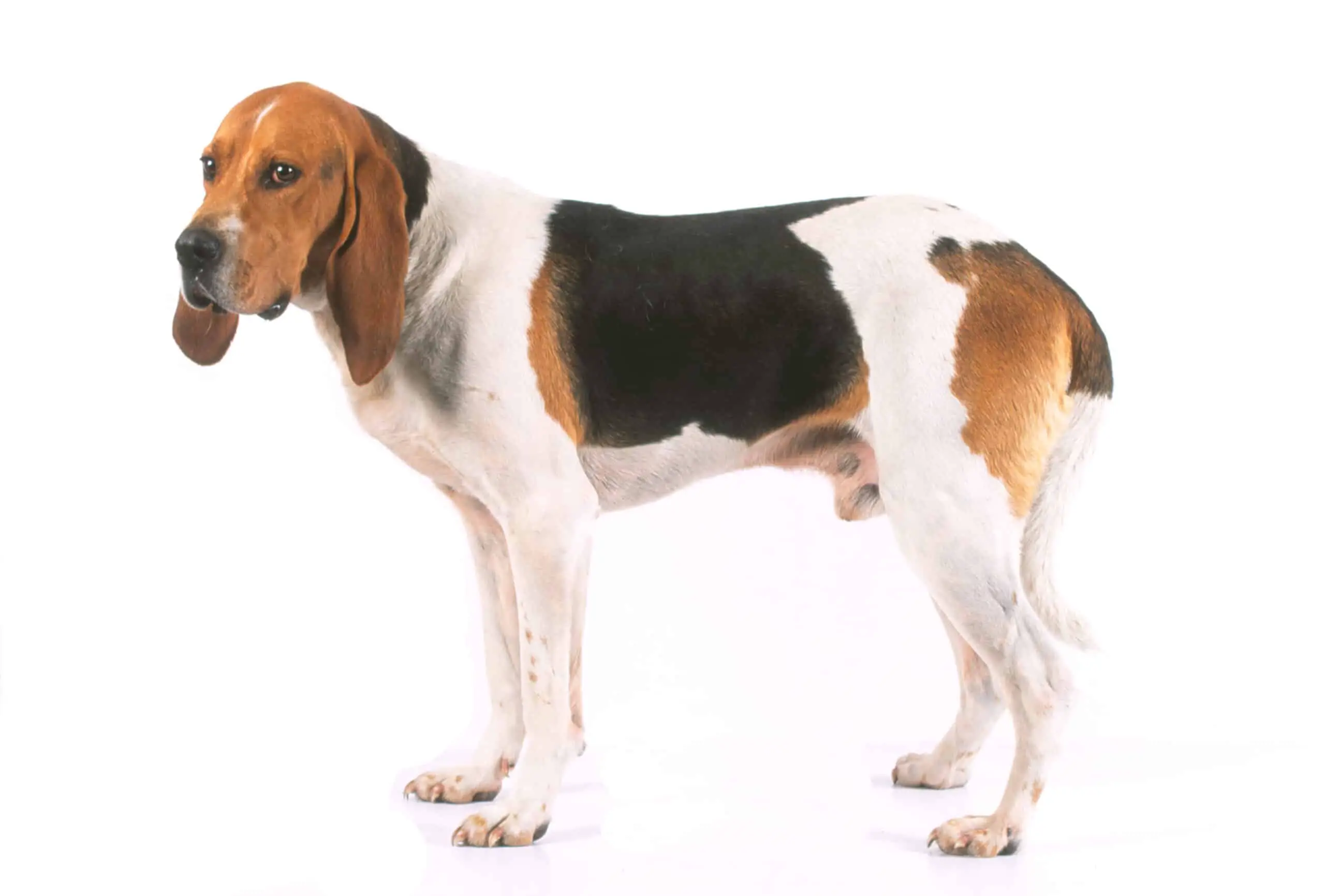 Chien d Artois - Artois Hound