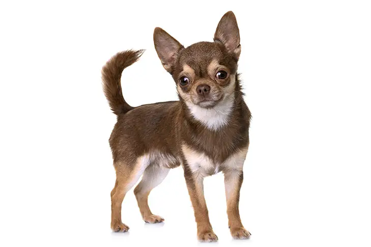 Chihuahua