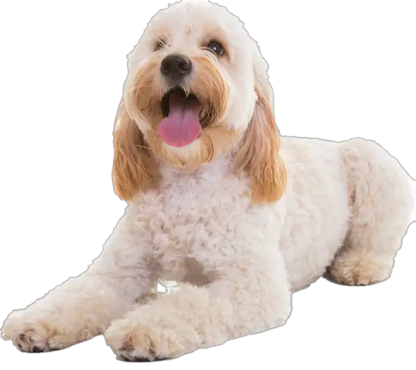 Cockapoo