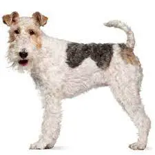 Fox Terrier