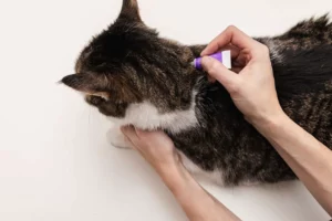 Applying flea treatment on cat