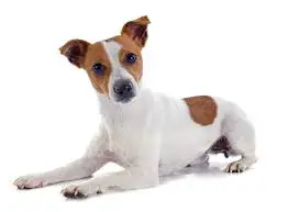 Jack Russell Terrier