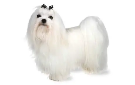 Maltese