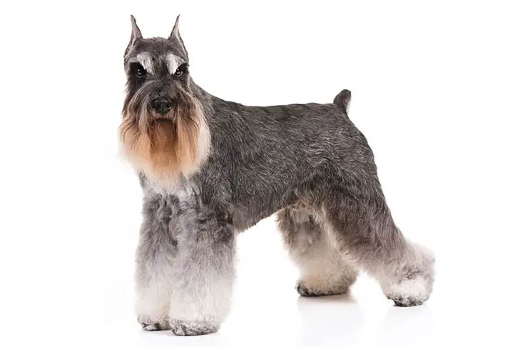 Miniature Schnauzer