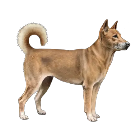 New Guinea Singing Dog