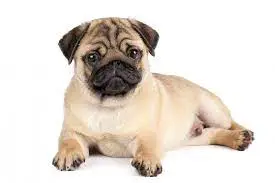 Pug