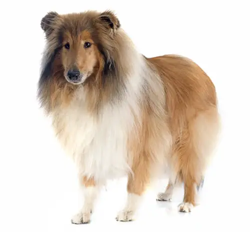 Scottish Collie