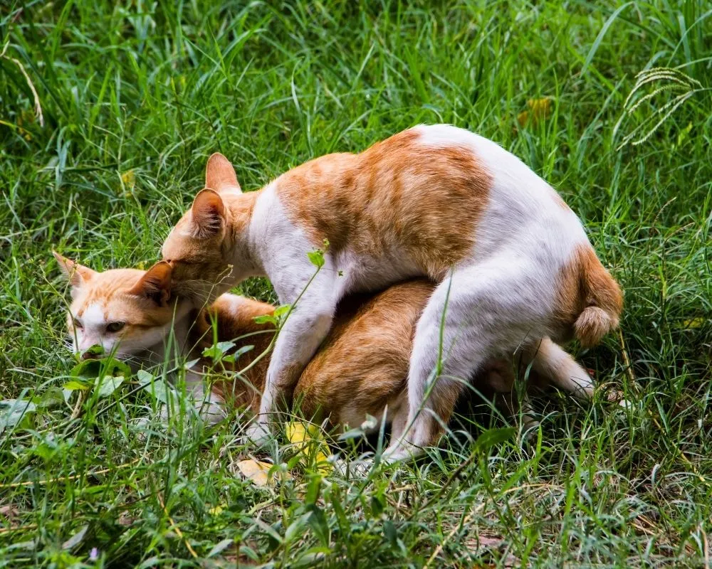 sexual dominance in cats