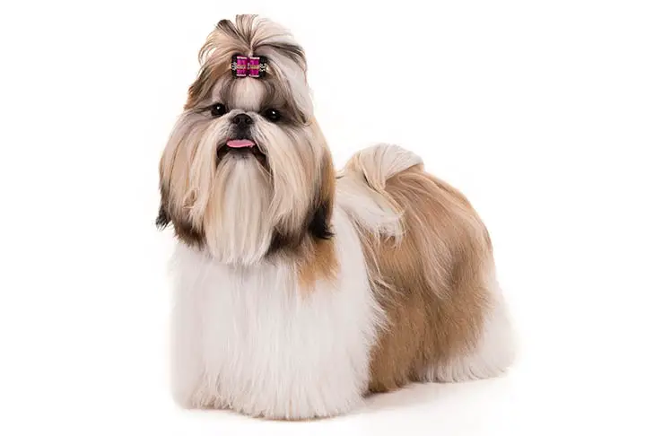 Shih Tzu dog breed