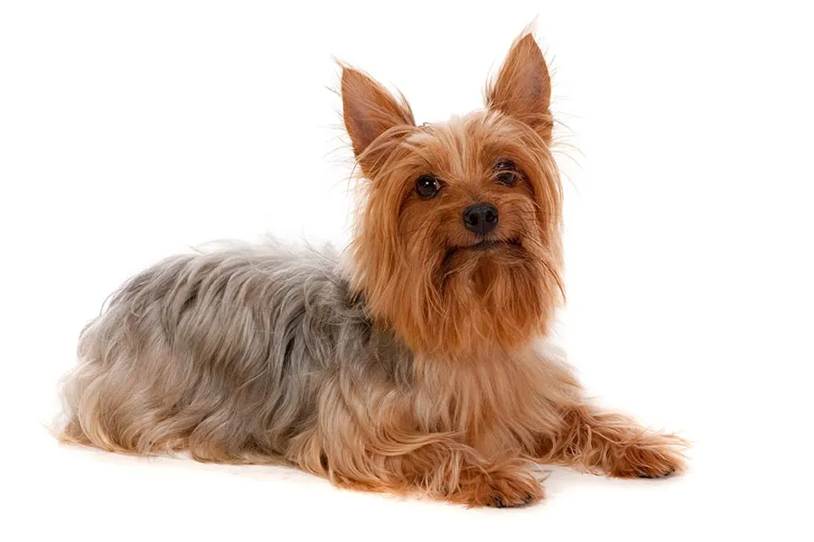 Australian Silky Terrier white background