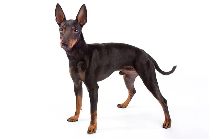 Toy Manchester Terrier