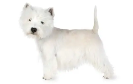 West Highland White Terrier