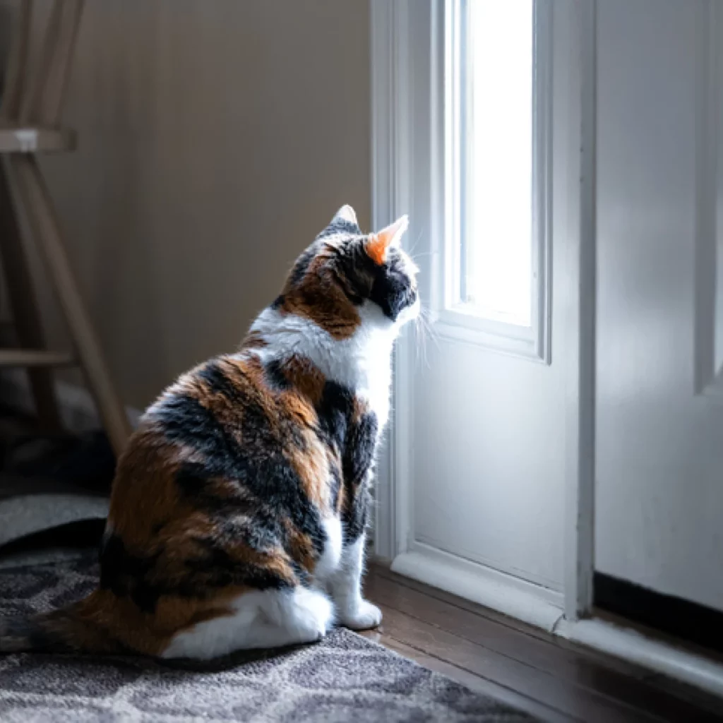 Why Does My Cat Sleep By The Front Door