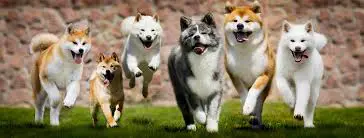 A pack of akitas running