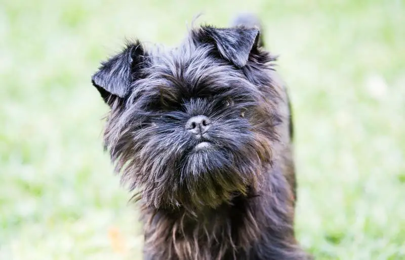 affenpinscher dog breed