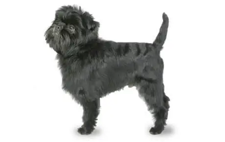 affenpinscher