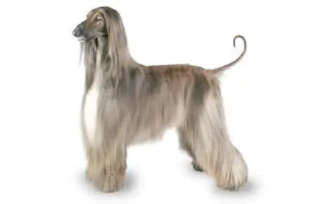 Afghan hound dog breed