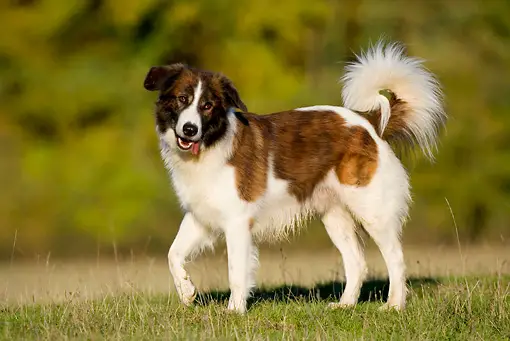 Aidi Dog Breed: Pictures, Info, Care Guide & Traits