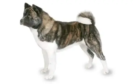 Akita dog