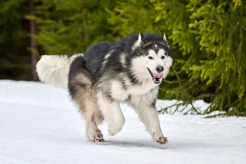 Malamute running in snow