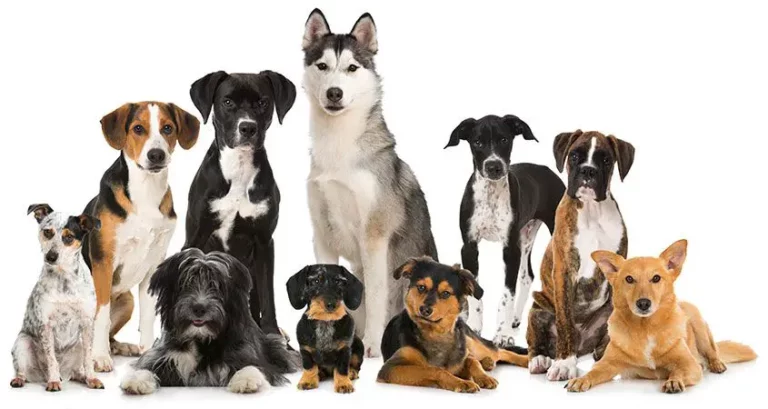 All of the Dog Breeds (347 Dog Breeds – A to Z)