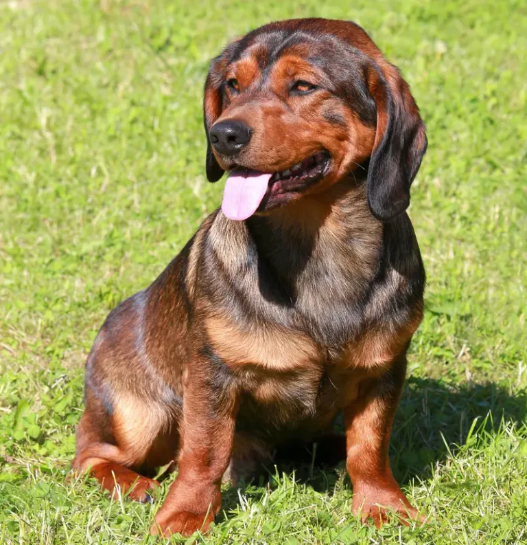 Alpine Dachsbracke Dog Breed: Pictures, Info & Care Guide