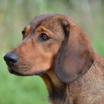 ALPINE DACHSBRACKE